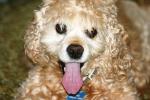<img150*0:stuff/z/169023/Mitzie.2/i1278533116_21.jpg>