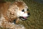 <img150*0:stuff/z/169023/Mitzie.2/i1278533116_22.jpg>