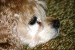 <img150*0:stuff/z/169023/Mitzie.2/i1278533116_23.jpg>