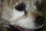 <img150*0:stuff/z/169023/Mitzie.2/i1278533116_24.jpg>