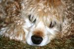 <img150*0:stuff/z/169023/Mitzie.2/i1278533116_26.jpg>