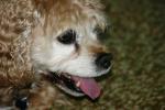 <img150*0:stuff/z/169023/Mitzie.2/i1278533116_27.jpg>