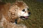 <img150*0:stuff/z/169023/Mitzie.2/i1278533116_28.jpg>