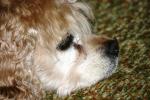 <img150*0:stuff/z/169023/Mitzie.2/i1278533116_29.jpg>