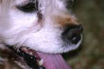 <img150*0:stuff/z/169023/Mitzie.2/i1278533116_30.jpg>