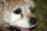 <img150*0:stuff/z/169023/Mitzie.2/i1278533117_31.jpg>