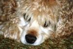 <img150*0:stuff/z/169023/Mitzie.2/i1278533117_32.jpg>