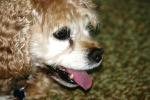 <img150*0:stuff/z/169023/Mitzie.2/i1278533117_33.jpg>