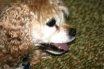 <img150*0:stuff/z/169023/Mitzie.2/i1278533117_34.jpg>