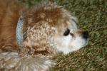 <img150*0:stuff/z/169023/Mitzie.2/i1278533117_35.jpg>