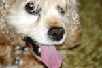 <img150*0:stuff/z/169023/Mitzie.2/i1278533117_36.jpg>
