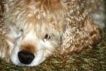 <img150*0:stuff/z/169023/Mitzie.2/i1278533117_38.jpg>