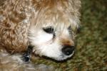 <img150*0:stuff/z/169023/Mitzie.2/i1278533117_39.jpg>