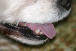 <img150*0:stuff/z/169023/Mitzie.2/i1278533117_40.jpg>