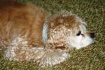 <img150*0:stuff/z/169023/Mitzie.2/i1278533117_41.jpg>