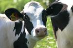<img150*0:stuff/z/169023/MooCows.1/i1277917661_1.jpg>