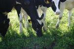 <img150*0:stuff/z/169023/MooCows.1/i1277917661_2.jpg>