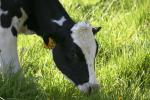 <img150*0:stuff/z/169023/MooCows.1/i1277917661_3.jpg>