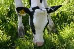 <img150*0:stuff/z/169023/MooCows.1/i1277917661_4.jpg>