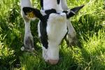 <img150*0:stuff/z/169023/MooCows.1/i1277917662_10.jpg>