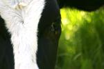 <img150*0:stuff/z/169023/MooCows.1/i1277917662_11.jpg>