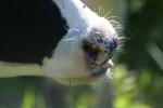 <img150*0:stuff/z/169023/MooCows.1/i1277917662_12.jpg>