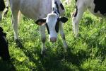 <img150*0:stuff/z/169023/MooCows.1/i1277917662_14.jpg>