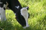 <img150*0:stuff/z/169023/MooCows.1/i1277917662_15.jpg>