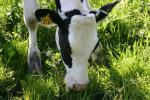 <img150*0:stuff/z/169023/MooCows.1/i1277917662_16.jpg>