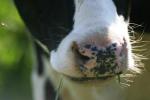 <img150*0:stuff/z/169023/MooCows.1/i1277917662_6.jpg>