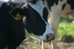 <img150*0:stuff/z/169023/MooCows.1/i1277917662_7.jpg>