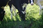 <img150*0:stuff/z/169023/MooCows.1/i1277917662_8.jpg>