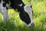 <img150*0:stuff/z/169023/MooCows.1/i1277917662_9.jpg>