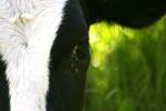 <img150*0:stuff/z/169023/MooCows.1/i1277917663_17.jpg>