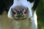 <img150*0:stuff/z/169023/MooCows.1/i1277917663_18.jpg>