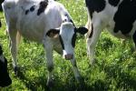 <img150*0:stuff/z/169023/MooCows.1/i1277917663_20.jpg>