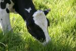 <img150*0:stuff/z/169023/MooCows.1/i1277917663_21.jpg>