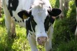 <img150*0:stuff/z/169023/MooCows.1/i1277917663_22.jpg>