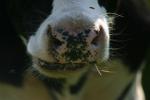 <img150*0:stuff/z/169023/MooCows.1/i1277917663_23.jpg>