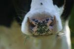 <img150*0:stuff/z/169023/MooCows.1/i1277917663_24.jpg>