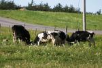 <img150*0:stuff/z/169023/MooCows.1/i1277917663_25.jpg>