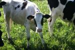 <img150*0:stuff/z/169023/MooCows.1/i1277917663_26.jpg>