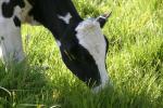 <img150*0:stuff/z/169023/MooCows.1/i1277917663_27.jpg>