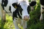 <img150*0:stuff/z/169023/MooCows.1/i1277917663_28.jpg>