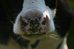 <img150*0:stuff/z/169023/MooCows.1/i1277917664_29.jpg>