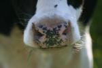 <img150*0:stuff/z/169023/MooCows.1/i1277917664_30.jpg>