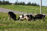 <img150*0:stuff/z/169023/MooCows.1/i1277917664_31.jpg>