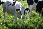 <img150*0:stuff/z/169023/MooCows.1/i1277917664_32.jpg>