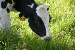 <img150*0:stuff/z/169023/MooCows.1/i1277917664_33.jpg>