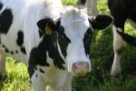 <img150*0:stuff/z/169023/MooCows.1/i1277917664_34.jpg>